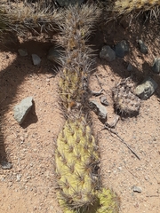 Opuntia littoralis
