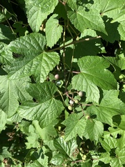 Ampelopsis glandulosa