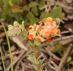 Hermannia trifoliata