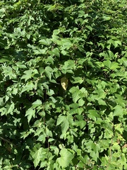 Ampelopsis glandulosa