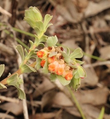 Hermannia trifoliata