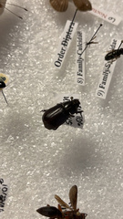 Coleoptera