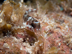 Blenniiformes