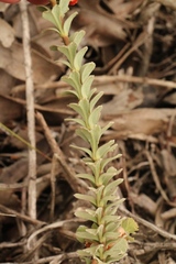 Hermannia trifoliata