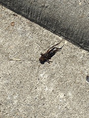 Gryllus