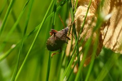 Picromerus bidens