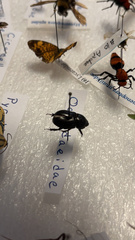 Coleoptera