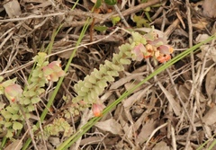 Hermannia trifoliata