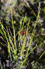 Hypodiscus aristatus