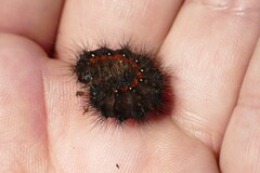 Acronicta menyanthidis