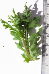 Senecio paarlensis