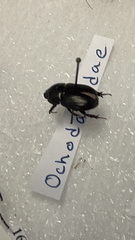 Coleoptera