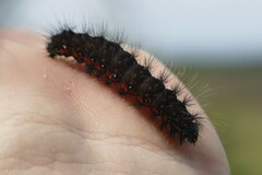 Acronicta menyanthidis