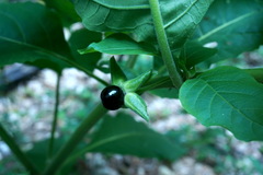 Atropa belladonna