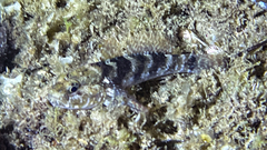 Gobius paganellus