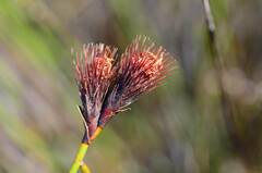 Hypodiscus aristatus