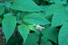 Atropa belladonna