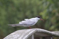 Sterna hirundo