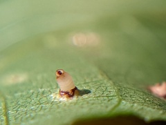 Caryomyia
