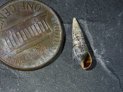 Longchaeus adamsii