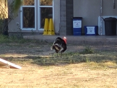 Meleagris gallopavo mexicana