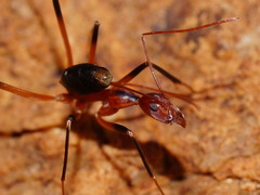 Leptomyrmex cnemidatus