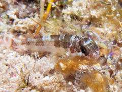 Blenniiformes