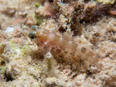 Malacoctenus erdmani