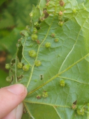 Daktulosphaira vitifoliae