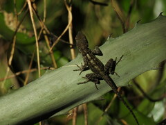 Anolis hispaniolae