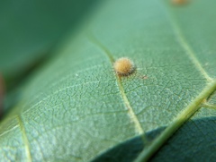 Caryomyia