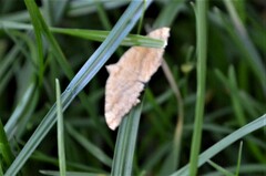 Camptogramma bilineata