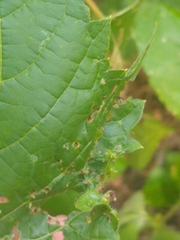 Daktulosphaira vitifoliae