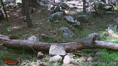 Otospermophilus variegatus