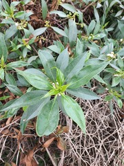 Myoporum