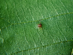 Caryomyia