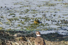 Lithobates catesbeianus