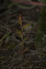 Drosera cistiflora