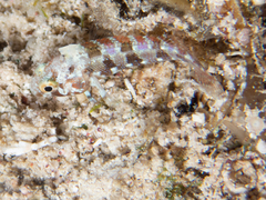 Blenniiformes