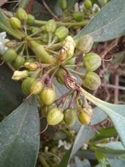 Myoporum