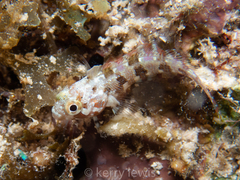 Blenniiformes