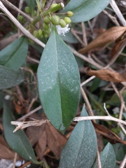 Myoporum