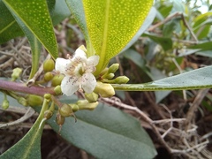 Myoporum