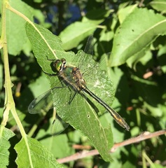 Cordulia aenea aenea