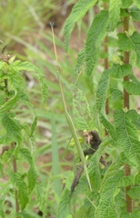 Schizocephala bicornis