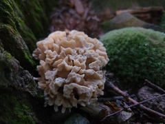 Sparassis spathulata