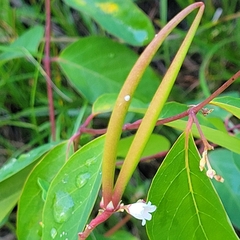 Apocynum androsaemifolium