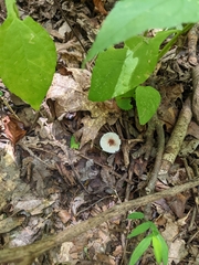 Lepiota cristata