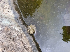 Hyla arenicolor