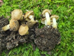 Inocybe luteifolia